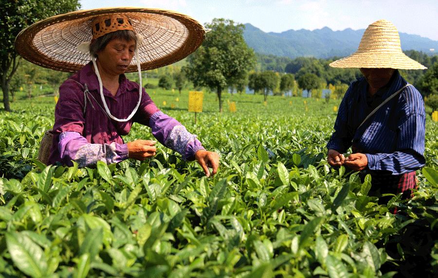 Residents of villages in Meitan pick green-tea leaves. (YANG JUN/CHINA DAILY)
Wider benefits

Li Jie, general manager of Sipinjun Tea Co in Hetaoba, has witnessed the rapid growth of the local tea industry, especially in recent years. He cited his company as an example.

Sipinjun was started in 2006 by tea processors in the village who combined the equipment in their family factories to form a cooperative.

\