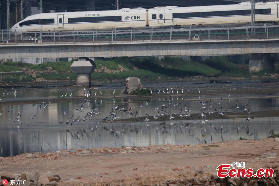 A high-speed train passes as a flock of sea birds soar in the sky in Qingdao City, East China’s Shandong Province, July 25, 2018. (Photo/IC)