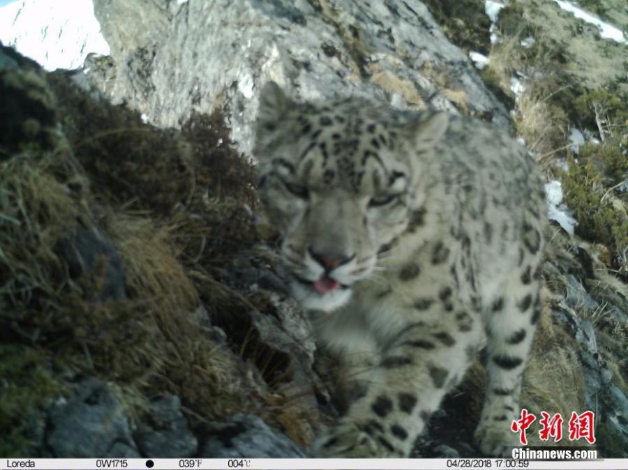 <?php echo strip_tags(addslashes(An image taken by an infrared camera shows a leopard in the Muxiangpo area, 4,080 meters above sea level, in the Wolong Natural Reserve in Sichuan Province. It is the first time in 30 years a leopard has been found in the reserve, a core part of the Sichuan giant panda sanctuaries. Infrared cameras also caught images of snow leopards and three black bears cubs in the same frame.  (Photo: China News Service/Zhong Xin))) ?>