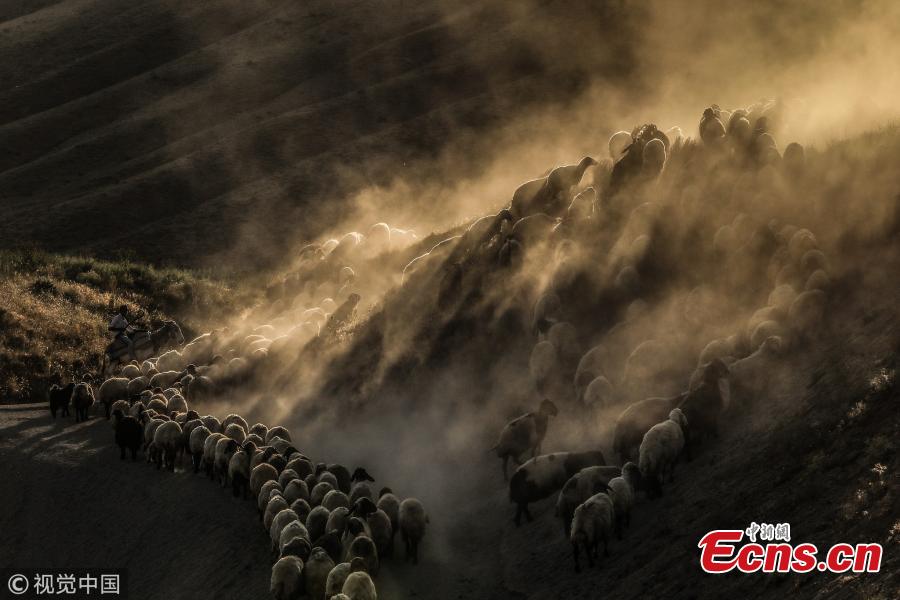 Sheep, brought by shepherds for pasturing to Kiyiduzu village, travel among the dust through the foothills of Mount Nemrut during sunset in Tatvan district of Bitlis, Turkey, July 26, 2018. (Photo/VCG)