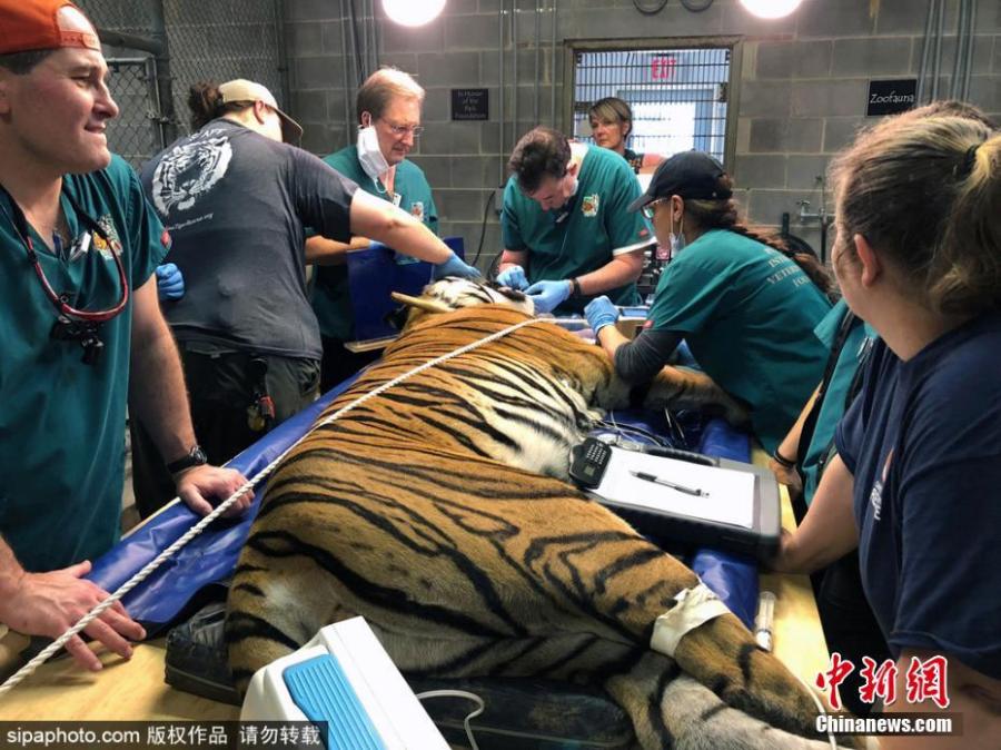 Tio the tiger gets three root canals on fractured teeth at Carolina Tiger Rescue on July 21, 2018. Volunteer veterinary dentists from the Peter Emily International Veterinary Dental Foundation in Colorado traveled to Pittsboro to perform procedures on four big cats at no cost to the rescue. (Photo/Sipaphoto)