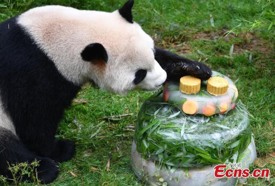 Giant panda Mao Zhu enjoys a special cake made for its 4thbirthday celebration at Yunnan Wildlife Zoo in Kunming City, Southwest China’s Yunnan Province, July 26, 2018. (Photo: China News Service/Liu Ranyang)