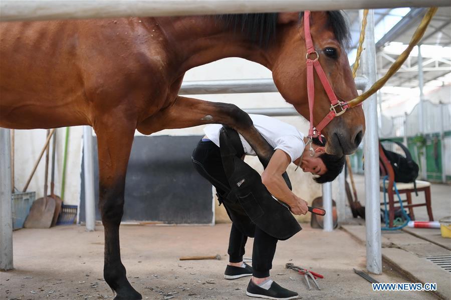 <?php echo strip_tags(addslashes(Zhou Jian, a student of Sunshine Riding School, trims a horse's hooves in Yihuang County of Fuzhou, east China's Jiangxi Province, May 8, 2018. Equestrianism had never been heard of in Yihuang, an agricultural county in east China's Jiangxi Province, until Sunshine Riding School began recruiting rural teenagers in 2015. So far, most of the 90 students are working or aspiring to work in horse riding clubs in China's largest cities such as Beijing, Shanghai and Hangzhou. (Xinhua/Zhou Mi))) ?>