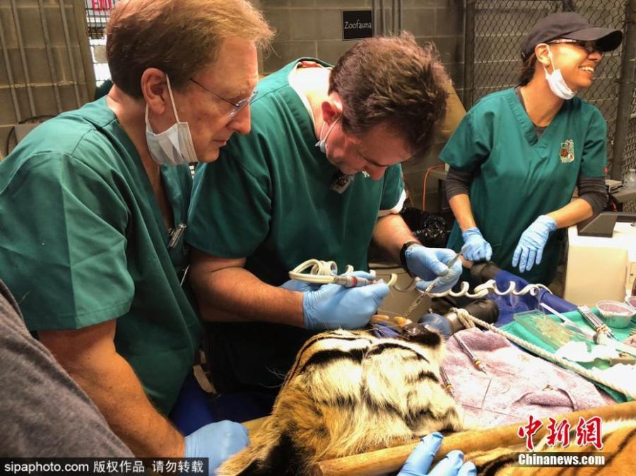 Tio the tiger gets three root canals on fractured teeth at Carolina Tiger Rescue on July 21, 2018. Volunteer veterinary dentists from the Peter Emily International Veterinary Dental Foundation in Colorado traveled to Pittsboro to perform procedures on four big cats at no cost to the rescue. Dr. Brian Hewitt of Las Vegas is pictured at center performing the procedure. (Photo/Sipaphoto)