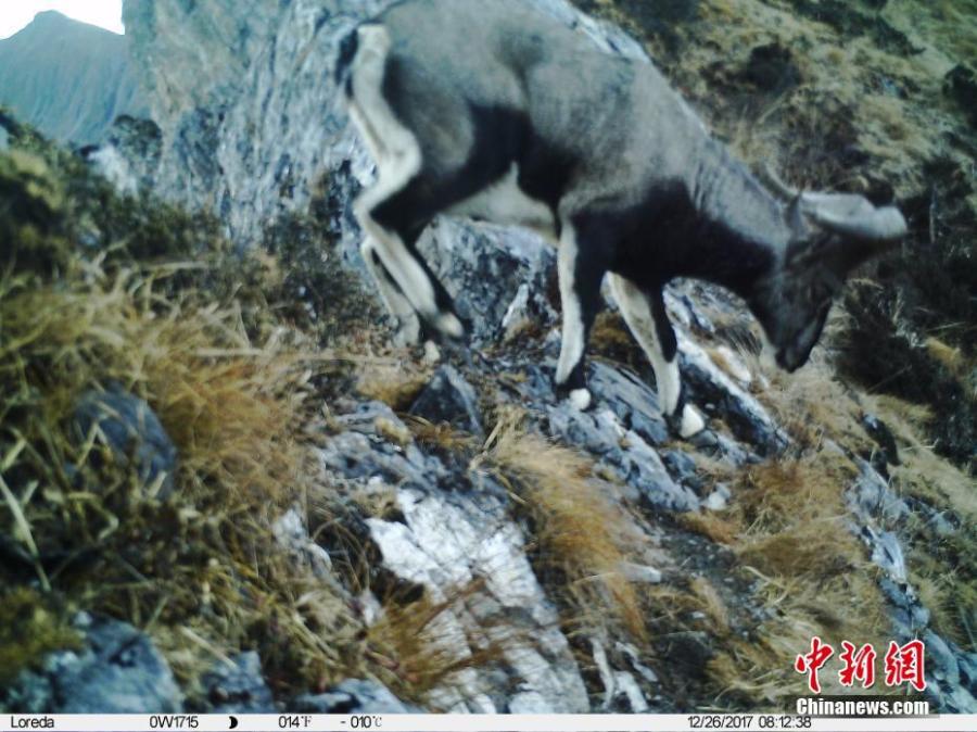 An image taken by an infrared camera shows a bharal in the Wolong Natural Reserve in Sichuan Province. It is the first time in 30 years a leopard has been found in the reserve, a core part of the Sichuan giant panda sanctuaries. Infrared cameras also caught images of snow leopards and three black bears cubs in the same frame.  (Photo: China News Service/Zhong Xin)