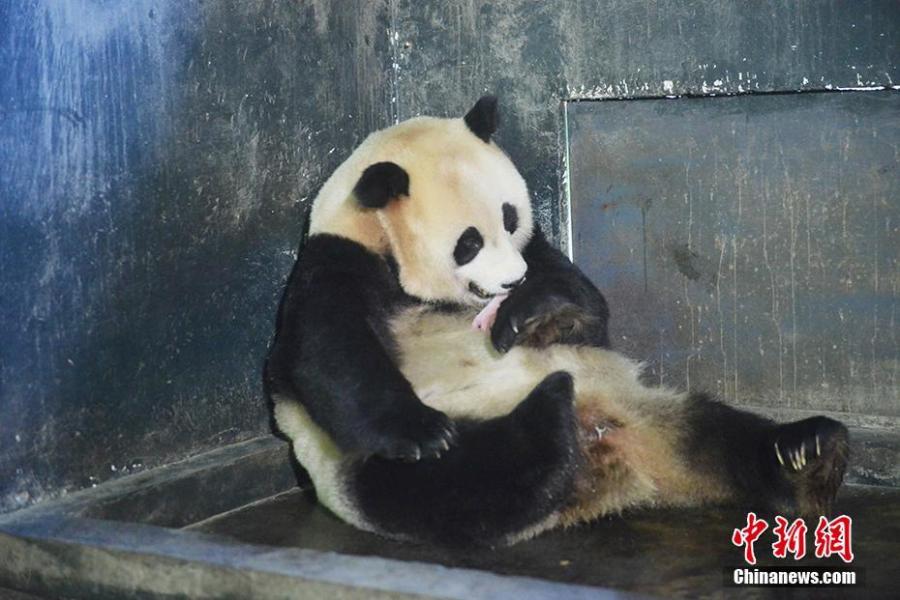 Giant panda Cao Cao holds her cub at the Hetaoping base of the China Conservation and Research Center for the Giant Panda in Sichuan Province. Cao Cao gave birth to twins of mixed sex, with the male weighing 215 grams and the female 84 grams, on July 25. The mother panda is looking after the male cub herself, while the female one is now under the care of keepers. Cao Cao is the first captive panda to give birth to twins after mating with a wild panda. (Photo: China News Service/Li Chuanyou)