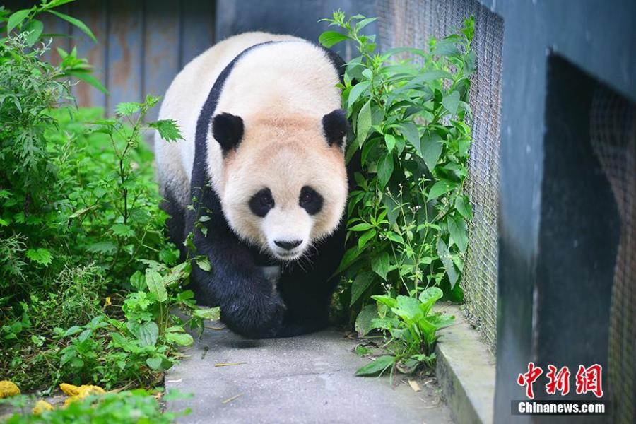 File photo of giant panda Cao Cao. Cao Cao gave birth to twins of mixed sex, with the male weighing 215 grams and the female 84 grams, on July 25. The mother panda is looking after the male cub herself, while the female one is now under the care of keepers. Cao Cao is the first captive panda to give birth to twins after mating with a wild panda. (Photo: China News Service/Li Chuanyou)