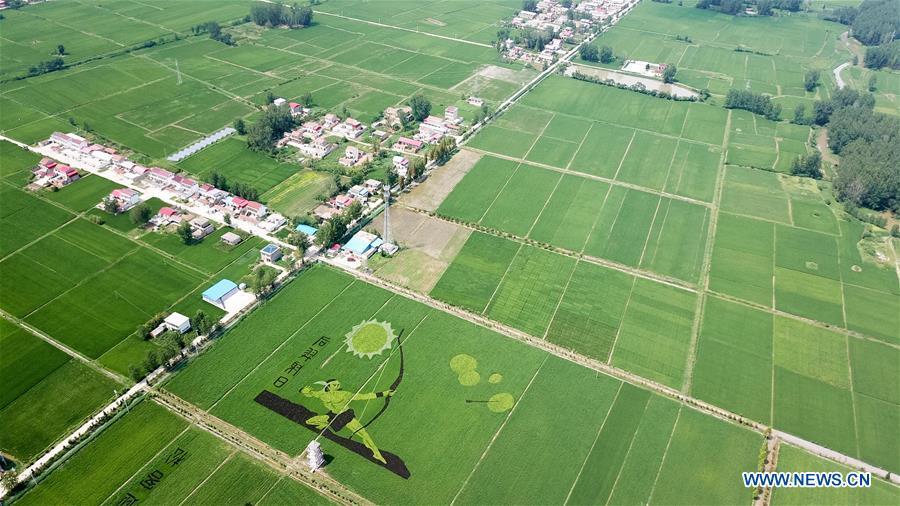 Photo taken on July 29, 2018 shows rice paddy art pictures in Shouxian County, east China\'s Anhui Province. (Xinhua/Zhang Duan)