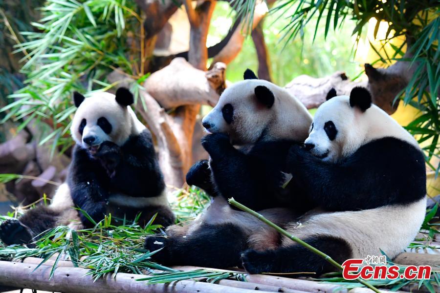 <?php echo strip_tags(addslashes(Panda triplets Meng Meng, Shuai Shuai and Ku Ku celebrate their fourth birthday in Chimelong Safari Park, Guangzhou City, Guangdong Province, July 29, 2018. The three bears are the world's first healthy panda triplet cubs. (Photo: China News Service/Chen Jimin))) ?>