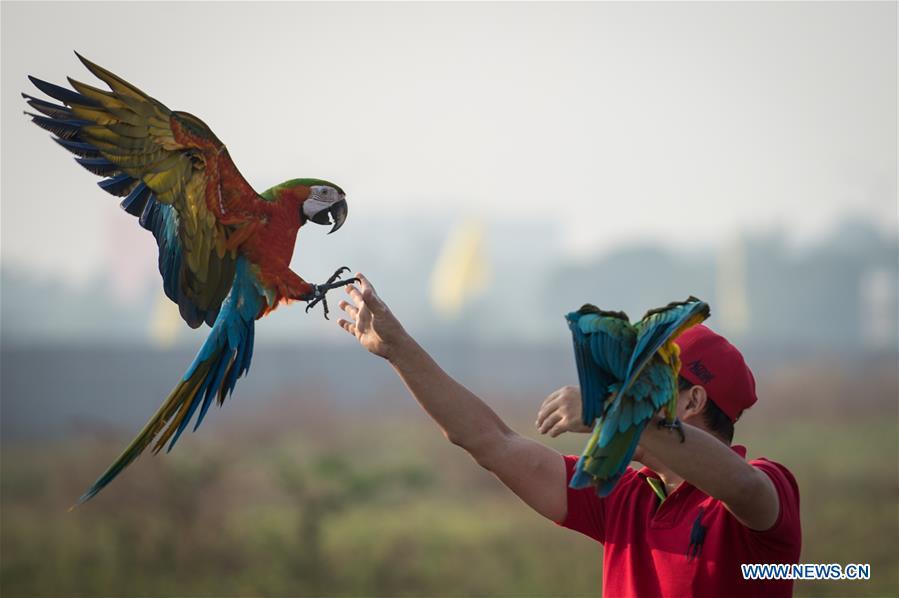 Macaw parrots practice free fly at Bumi Serpong Damai district, South Tangerang in Indonesia, July 29, 2018. (Xinhua/Veri Sanovri)