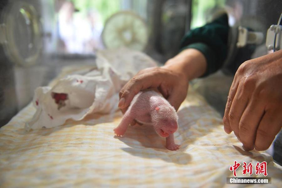 A keeper takes care of a new panda cub at the Hetaoping base of the China Conservation and Research Center for the Giant Panda in Sichuan Province. Cao Cao gave birth to twins of mixed sex, with the male weighing 215 grams and the female 84 grams, on July 25. The mother panda is looking after the male cub herself, while the female one is now under the care of keepers. Cao Cao is the first captive panda to give birth to twins after mating with a wild panda. (Photo: China News Service/Li Chuanyou)