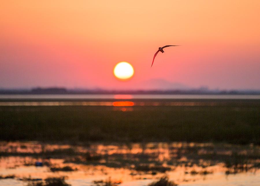 In the midsummer, the Poyang Lake wetland is surrounded by green grass and water. Poyang Lake wetland, China\'s largest freshwater lake, is one of the first seven wetlands to be listed on the list of internationally important wetlands. It is rich in flora and fauna and has unique natural landscapes. (Photo/China Daily)