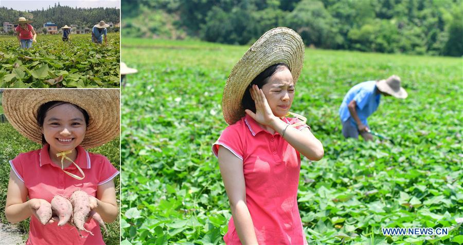 The combined photo taken on July 22, 2018 shows Shi Qiuxiang, a local farmer, working at a sweet potato plantation with villagers in Rongshui Miao Autonomous County, south China\'s Guangxi Zhuang Autonomous Region. Due to harsh environmental conditions, Rongshui has long been a less developed area in China. Up to now, there are still 76,800 impoverished people living in the county. In recent years, the local government carries out effective methods for poverty alleviation, helping local people to build roads, repair houses, improve education and develop industry. (Xinhua/Huang Xiaobang)