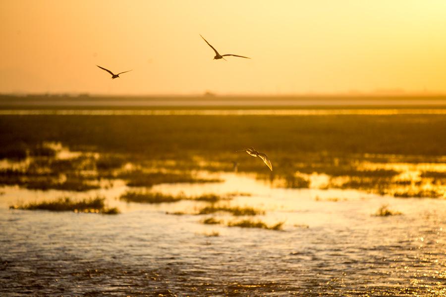 In the midsummer, the Poyang Lake wetland is surrounded by green grass and water. Poyang Lake wetland, China\'s largest freshwater lake, is one of the first seven wetlands to be listed on the list of internationally important wetlands. It is rich in flora and fauna and has unique natural landscapes. (Photo/China Daily)