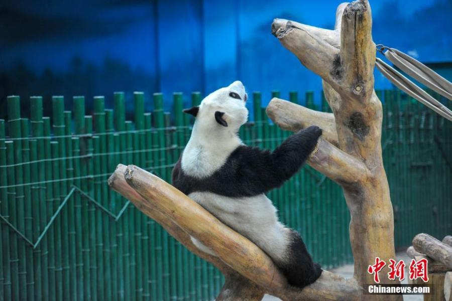 A giant panda rests in an air-conditioned room at a zoo in Shenyang, capital of Northeast China\'s Liaoning province on July 30, 2018. Temperature of the city rose to 36 degrees Celsius on Monday. (Photo: China News Service/Yu Haiyang)