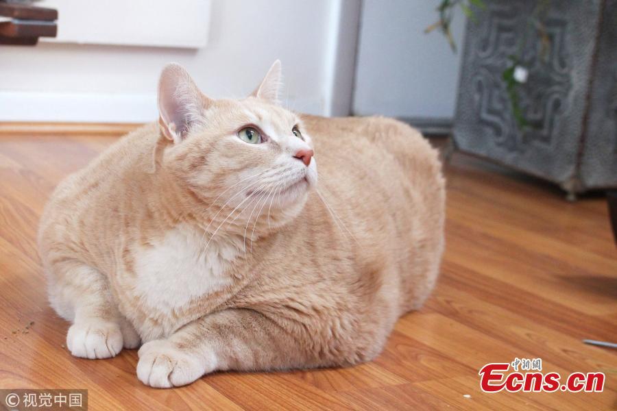 Bronson, three, weighed a whopping 33lbs when he was dropped into West Michigan Humane Society in May, after his owner sadly passed away. Bronson has been dubbed the real-life Garfield as a result of his weight. (Photo/VCG)