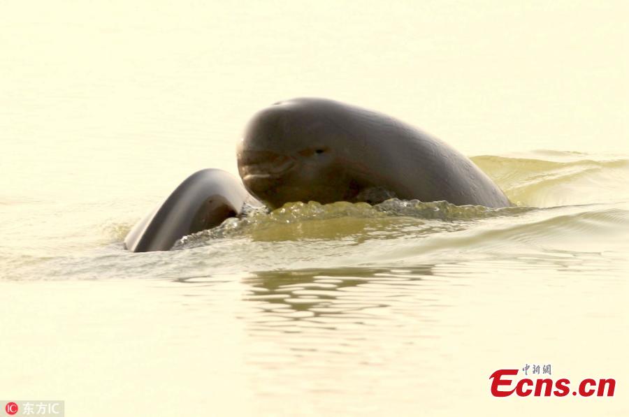 A file photo of Yangtze finless porpoises in Poyang Lake. The total amount of highly endangered Yangtze finless porpoises has been estimated at approximately 1,012, down from previous years, according to the Ministry of Agricultural and Rural Affairs. Of the Yangtze finless porpoises, approximately 457 were in Poyang Lake, China\'s biggest freshwater lake. (Photo/IC)