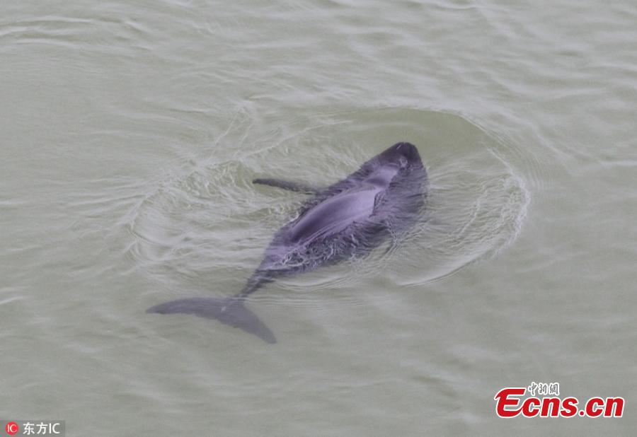 <?php echo strip_tags(addslashes(A file photo of a Yangtze finless porpoise in Poyang Lake. The total amount of highly endangered Yangtze finless porpoises has been estimated at approximately 1,012, down from previous years, according to the Ministry of Agricultural and Rural Affairs. Of the Yangtze finless porpoises, approximately 457 were in Poyang Lake, China's biggest freshwater lake. (Photo/IC))) ?>
