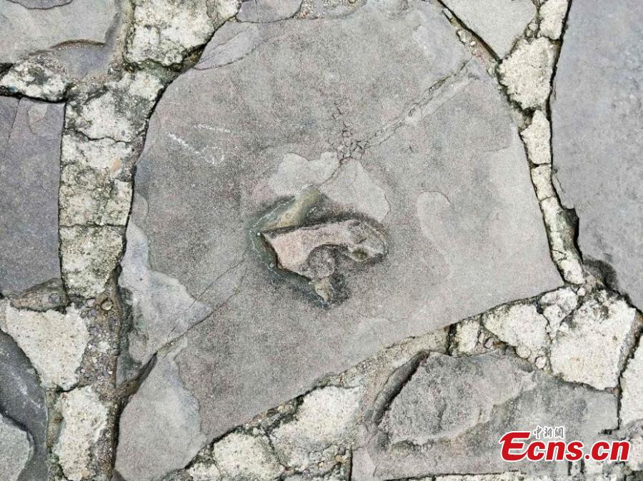 A team led by Xing Lida, a paleontologist with China University of Geosciences (Beijing), has found 250 dinosaur footprints of various sizes in stone slabs in Mountain Resort and its Outlying Temples in Chengde City, Hebei Province. The Mountain Resort (the Qing Dynasty\'s summer palace), built between 1703 and 1792, is a vast complex of palaces and administrative and ceremonial buildings. It was inscribed as a UNESCO World Heritage site in 1994. The stone slabs, used for construction from 1987 to 1990, were mainly from Yanshan Mountains, where dinosaurs lived approximately 150 million years ago. (Photo: China News Service/Wang Bo)