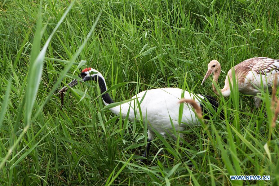 Red-crowned cranes are seen at Zhalong National Nature Reserve in Qiqihar, northeast China\'s Heilongjiang Province, Aug. 1, 2018. Zhalong National Nature Reserve, covering 2,100 square kilometers, was set up in 1979 in a northeast China\'s reed wetland. It provides a major habitat for red-crowned cranes and other wildlife. (Xinhua/Meng Chenguang)