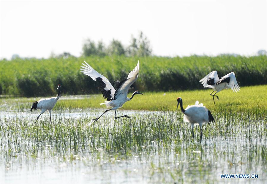 Red-crowned cranes are seen at Zhalong National Nature Reserve in Qiqihar, northeast China\'s Heilongjiang Province, July 31, 2018. Zhalong National Nature Reserve, covering 2,100 square kilometers, was set up in 1979 in a northeast China\'s reed wetland. It provides a major habitat for red-crowned cranes and other wildlife. (Xinhua/Wang Kai)
