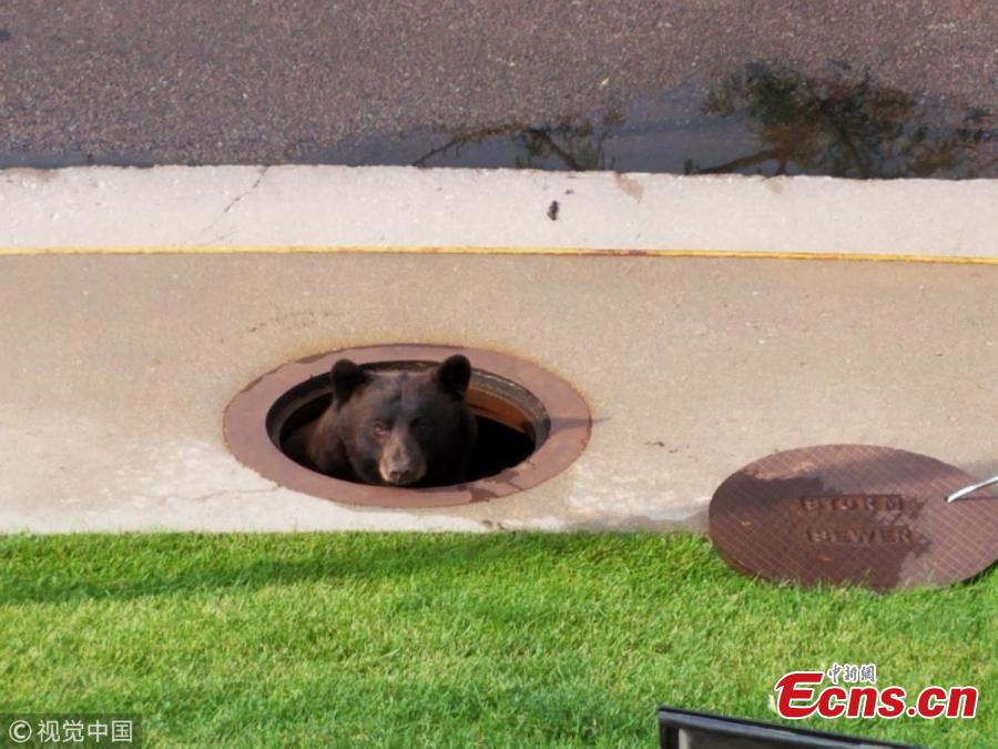 A 250-pound (113kg) bear that accidentally trapped itself in a Colorado storm drain made its way out through a manhole on July 27, 2018. It’s not clear how the 250-pound black bear managed to get itself stuck in the drain, but Colorado Parks and Wildlife tweeted that with no obvious exit available, officers would open a manhole cover above the animal in hopes it would climb out. It only took the bear six minutes to figure out how to escape. Officials fired a non-lethal rubber bullet to hurry the animal out. (Photo/VCG)