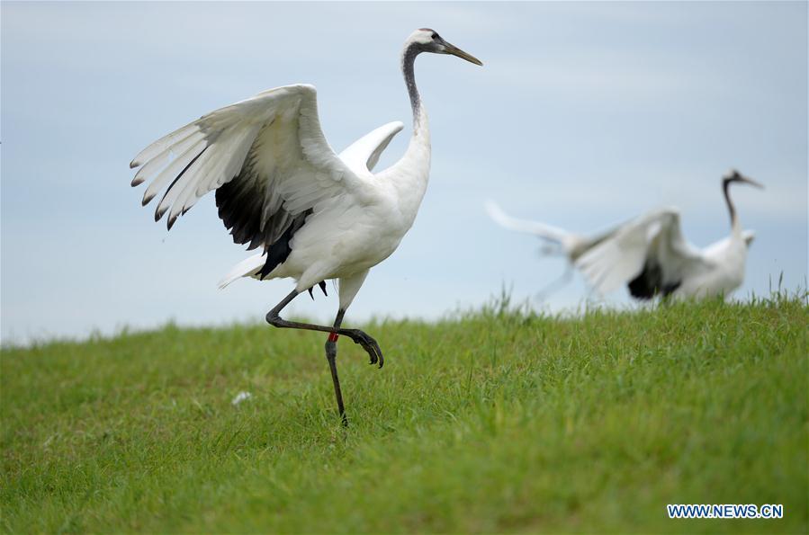 Red-crowned cranes are seen at Zhalong National Nature Reserve in Qiqihar, northeast China\'s Heilongjiang Province, Aug. 1, 2018. Zhalong National Nature Reserve, covering 2,100 square kilometers, was set up in 1979 in a northeast China\'s reed wetland. It provides a major habitat for red-crowned cranes and other wildlife. (Xinhua/Wang Kai)