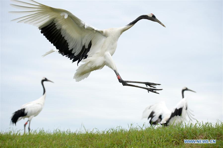 Red-crowned cranes are seen at Zhalong National Nature Reserve in Qiqihar, northeast China\'s Heilongjiang Province, Aug. 1, 2018. Zhalong National Nature Reserve, covering 2,100 square kilometers, was set up in 1979 in a northeast China\'s reed wetland. It provides a major habitat for red-crowned cranes and other wildlife. (Xinhua/Wang Kai)
