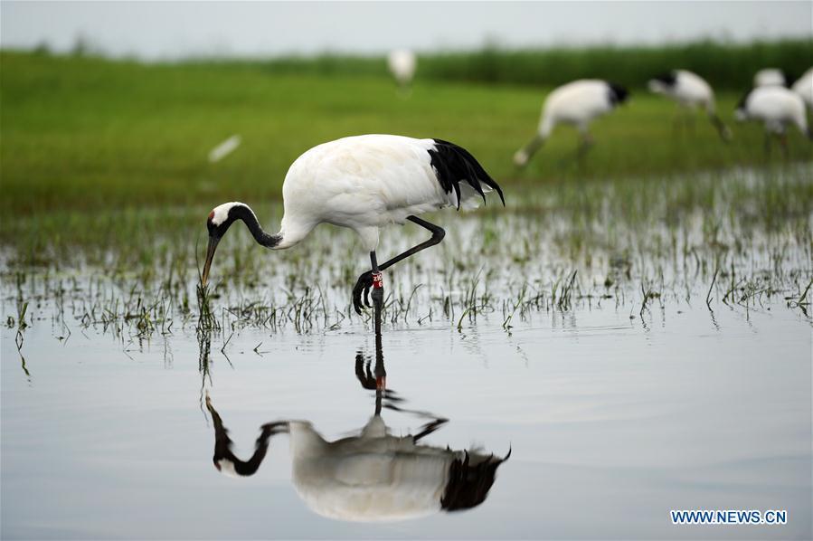 Red-crowned cranes are seen at Zhalong National Nature Reserve in Qiqihar, northeast China\'s Heilongjiang Province, Aug. 1, 2018. Zhalong National Nature Reserve, covering 2,100 square kilometers, was set up in 1979 in a northeast China\'s reed wetland. It provides a major habitat for red-crowned cranes and other wildlife. (Xinhua/Wang Kai)