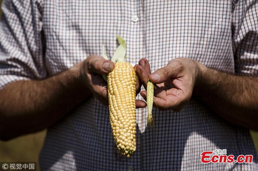 The chairman of the Fiener agricultural cooperative Ziesar Elard von Gottberg shows a small corncob from the dried up field and a larger one from another field, which is not yet so dried up in a corn field during harvest season on August 1, 2018 in Ziesar, Germany. Germany has been hit by months of dry weather that his hitting grain harvests hard. Farmers in the Brandenburg region are reporting a decline of up to 50 percent. (Photo/VCG)