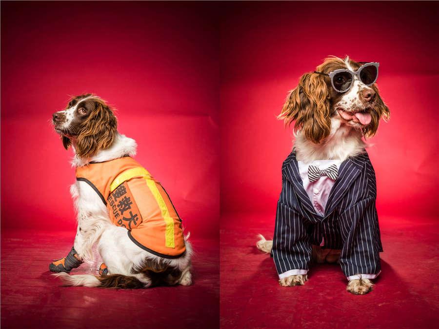 Rescue dog Zaizai wears a uniform and a striped suit. The dog had participated in the 2015 rescue efforts following the landslide in Lishui of Zhejiang province, and injured itself during the work. (Photo/Asianewsphoto)
