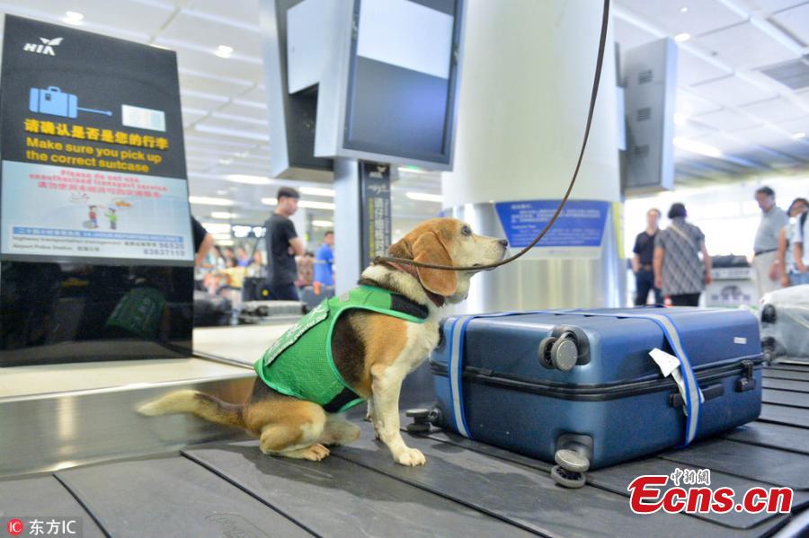 <?php echo strip_tags(addslashes(A sniffer dog works at the Hangzhou Xiaoshan International Airport in Hangzhou City, East China’s Zhejiang Province. Customs authorities at the airport have six sniffer dogs to assist with quarantine inspections. (Photo/IC))) ?>