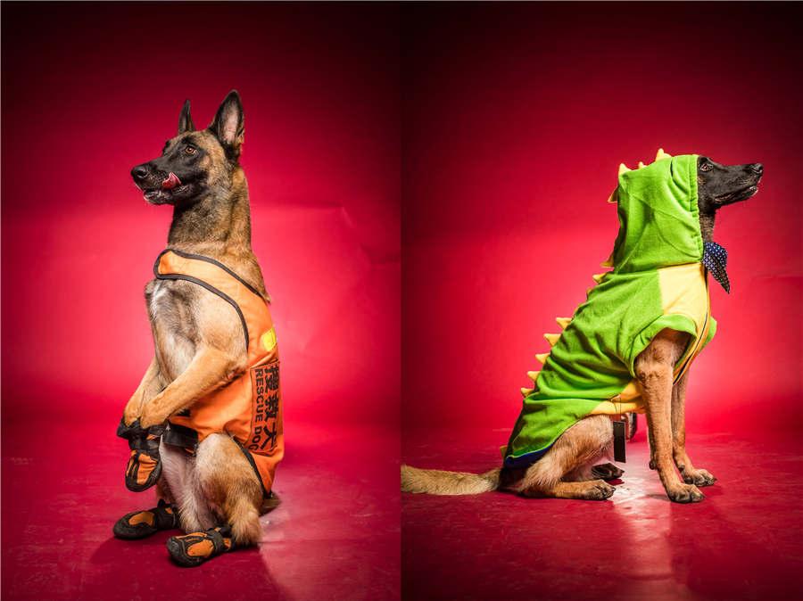 Rescue dog Badao wears a uniform and a fashionable hoodie. (Photo/Asianewsphoto)