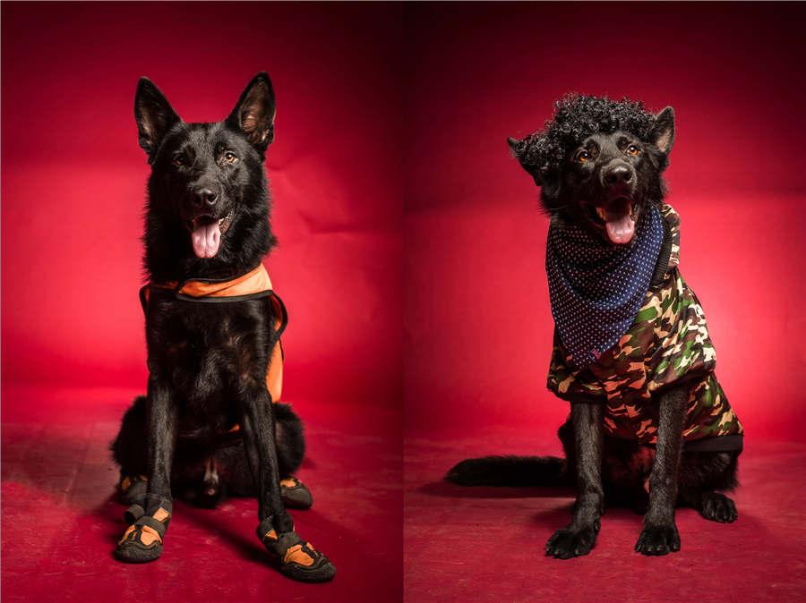 Rescue dog Bahai wears a uniform and a fashionable military-style vest. (Photo/Asianewsphoto)
