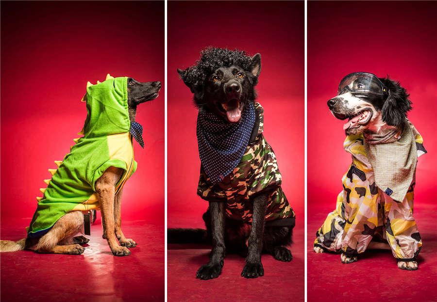 Rescue dogs Badao, Bahai and Kugou in fashionable clothes. (Photo/Asianewsphoto)