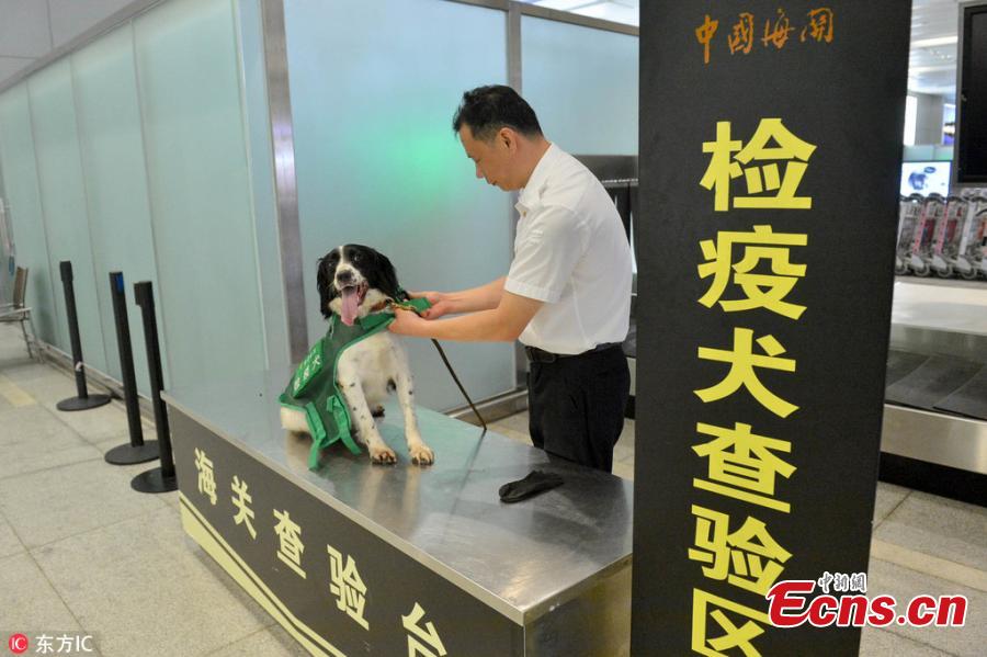 <?php echo strip_tags(addslashes(A sniffer dog works at the Hangzhou Xiaoshan International Airport in Hangzhou City, East China’s Zhejiang Province. Customs authorities at the airport have six sniffer dogs to assist with quarantine inspections. (Photo/IC))) ?>