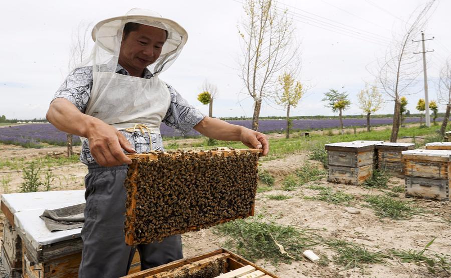 <?php echo strip_tags(addslashes(Beekeeper Zhou Xiaotong prepares to harvest honey at a lavender field in the Ili River valley in northwestern China's Xinjiang Uygur autonomous region. (Photo/Xinhua))) ?>