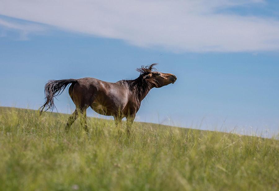 A horse grazes at the Gegentara grassland, Inner Mongolia autonomous region, Aug. 5, 2018. A picture of pastoral beauty unrolls as the canvas of greenness is dotted with blue sky, white clouds as well as cattle and grazing horses. (Photo/Asianewsphoto)