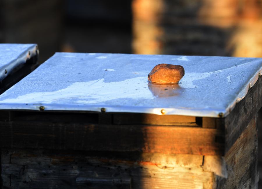 Zhou Xiaotong puts a stone on top of every beehive to weight it down. (Photo/Xinhua)