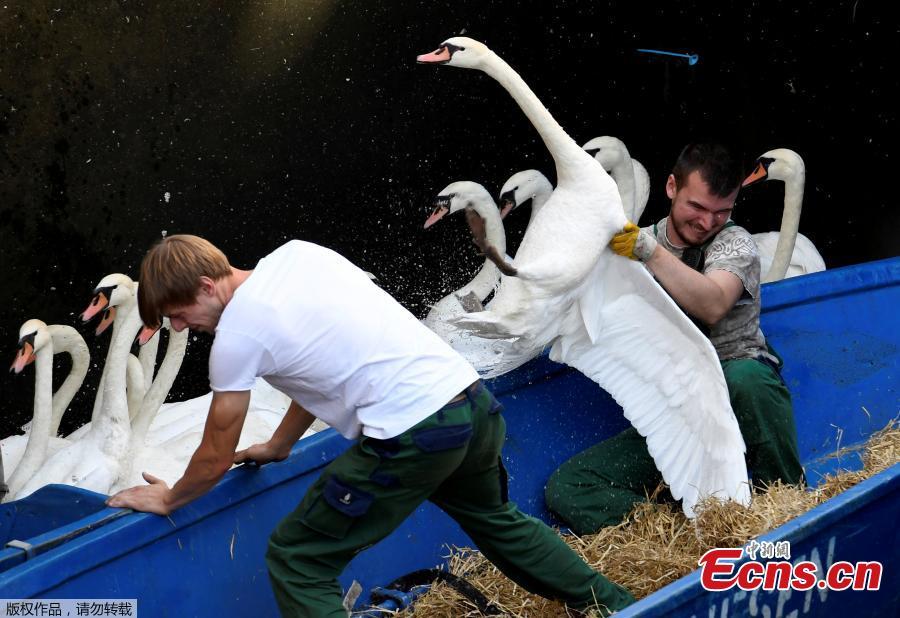 Swans are caught at Hamburg\'s inner city lake Alster August 7, 2018. Due to hot weather the swans are collected from waterways around the northern city of Hamburg, Germany, and taken to quarters where they usually spend the winter.(Photo/Agencies)