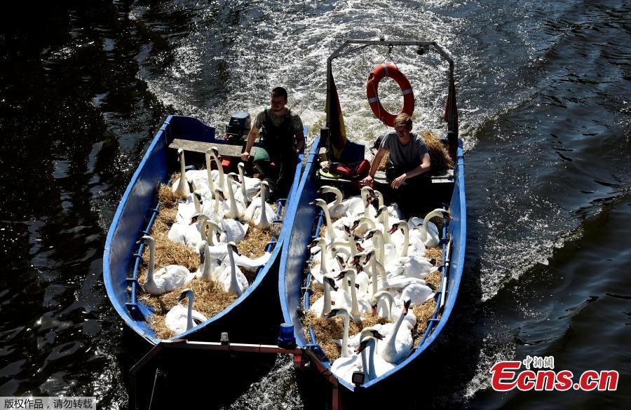 <?php echo strip_tags(addslashes(Swans sit in boats as they were caught at Hamburg's inner city lake Alster August 7, 2018. Due to hot weather the swans are collected from waterways around the northern city of Hamburg, Germany, and taken to quarters where they usually spend the winter. (Photo/Agencies))) ?>