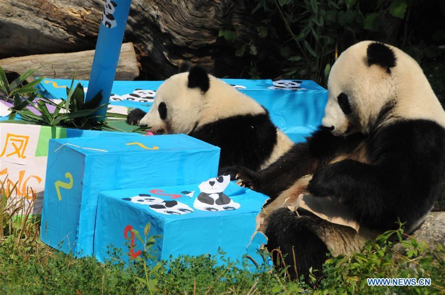 Giant panda Fu Ban (L) and its mother Yang Yang are seen with gift packages at the Schonbrunn Zoo in Vienna, Austria, on Aug. 7, 2018. The twin pandas Fu Feng and Fu Ban celebrated their second birthday party with their mother on Tuesday by receiving birthday gifts, packages of potatoes, carrots and special bamboo shoots. (Xinhua/Liu Xiang)