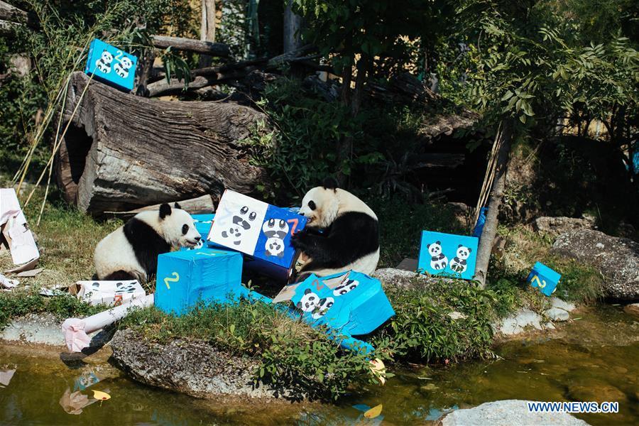 Giant panda Fu Ban (L) and its mother Yang Yang are seen with gift packages at the Schonbrunn Zoo in Vienna, Austria, on Aug. 7, 2018. The twin pandas Fu Feng and Fu Ban celebrated their second birthday party with their mother on Tuesday by receiving birthday gifts, packages of potatoes, carrots and special bamboo shoots. (Xinhua/Liu Xiang)