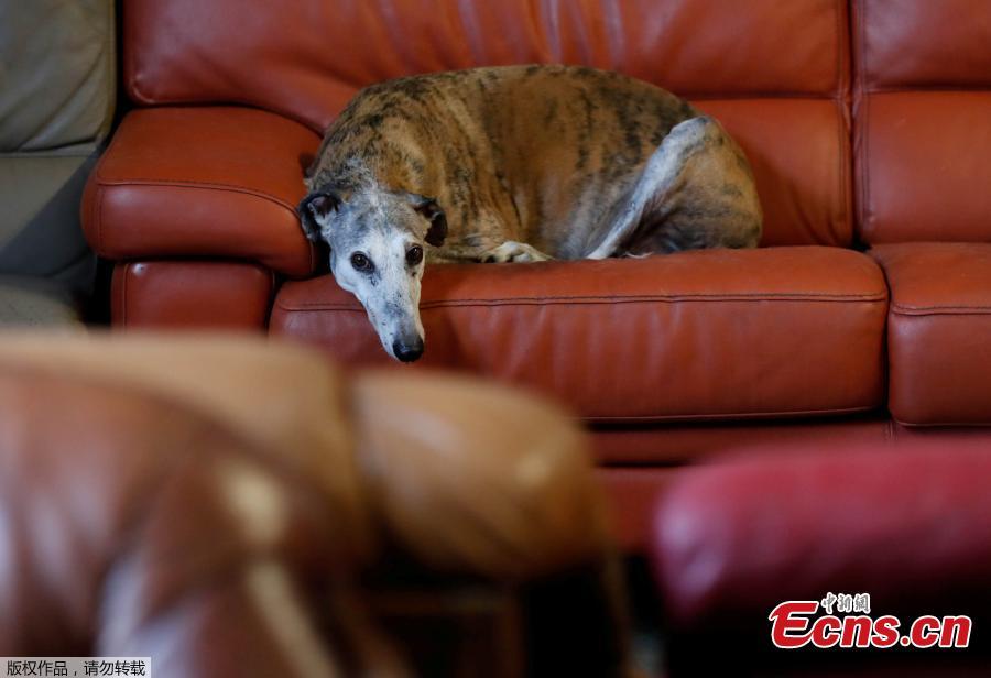 Caracol, a ten-years old Spanish Galgo, rests on a sofa at the association \