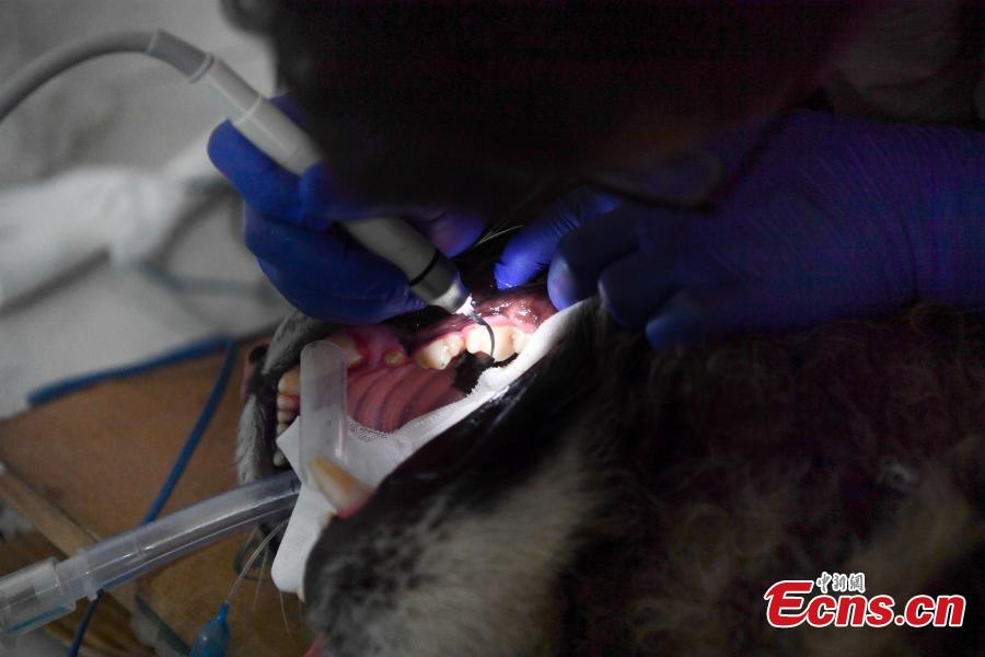 <?php echo strip_tags(addslashes(A veterinarian cleans the teeth of a one-year-old tiger under anesthesia at a zoo in Kunming City, Southwest China’s Yunnan Province, Aug. 9, 2018. (Photo: China News Service/Liu Ranyang))) ?>