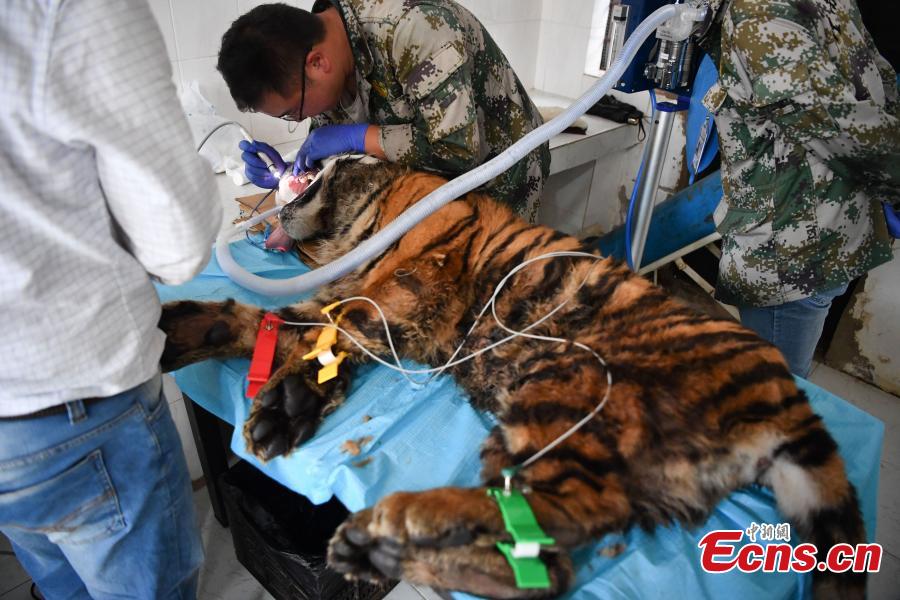 <?php echo strip_tags(addslashes(A veterinarian cleans the teeth of a one-year-old tiger under anesthesia at a zoo in Kunming City, Southwest China’s Yunnan Province, Aug. 9, 2018. (Photo: China News Service/Liu Ranyang))) ?>