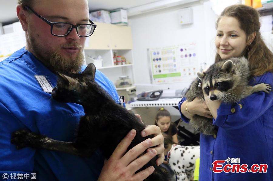 <?php echo strip_tags(addslashes(Veterinary physicians with a cat and Yesha the Raccoon at Alexei Krotov's animal hospital, Rostov-on-Don, Russia, Aug. 2, 2018. The raccoon is considered an employee by the clinic's staff as it greets people at the entrance and helps to bring new clients. (Photo/VCG))) ?>