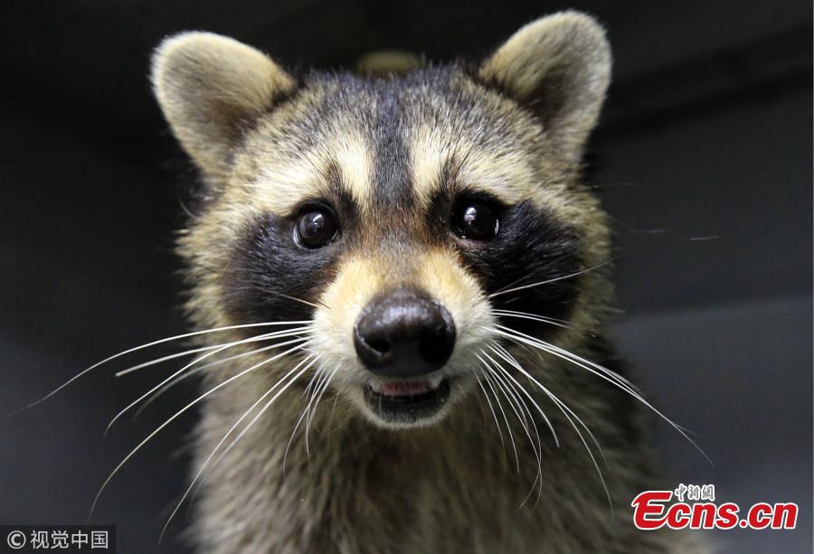 Yesha the Raccoon at Alexei Krotov\'s animal hospital, Rostov-on-Don, Russia, Aug. 2, 2018. The raccoon is considered an employee by the clinic\'s staff as it greets people at the entrance and helps to bring new clients. (Photo/VCG)