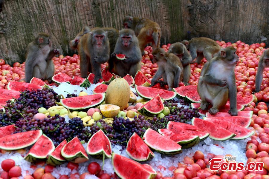 <?php echo strip_tags(addslashes(Macaque monkeys enjoy icy watermelons, bananas and other fruit at Wulongkou nature reserve in Jiyuan County, Central China's Henan Province, Aug. 9, 2018, as temperatures reached 37 degrees centigrade. The natural reserve is home to 3,000 macaques. (Photo: China News Service/Wang Zhongju))) ?>