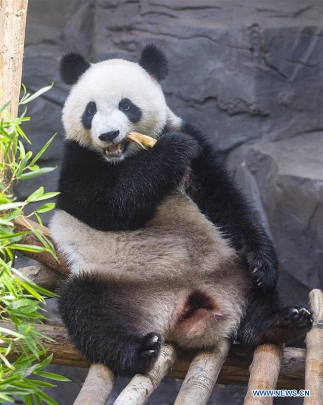 <?php echo strip_tags(addslashes(A giant panda twin eats bamboo shoots in an air-conditioned room at the Nanjing Hongshan Forest Zoo in Nanjing, capital of east China's Jiangsu Province, Aug. 10, 2018. Staff workers at the zoo celebrated the 3rd birthday anniversary for the female giant panda twins 